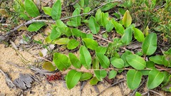 Grevillea laurifolia