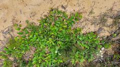 Grevillea laurifolia