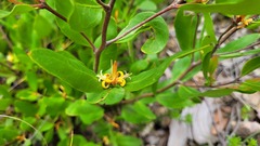 Persoonia laurina
