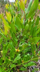 Persoonia laurina