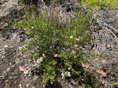 Hibbertia stricta
