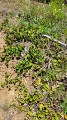 Grevillea laurifolia