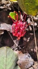 Grevillea laurifolia