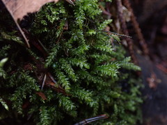 Thamnobryum neckeroides