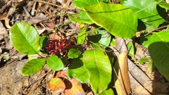 Grevillea laurifolia