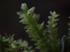Thamnobryum neckeroides