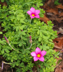 Oxalis hirta