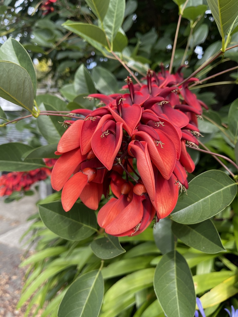 Cockspur coral tree from Mount Street, Nelson South, Nelson, NZ on