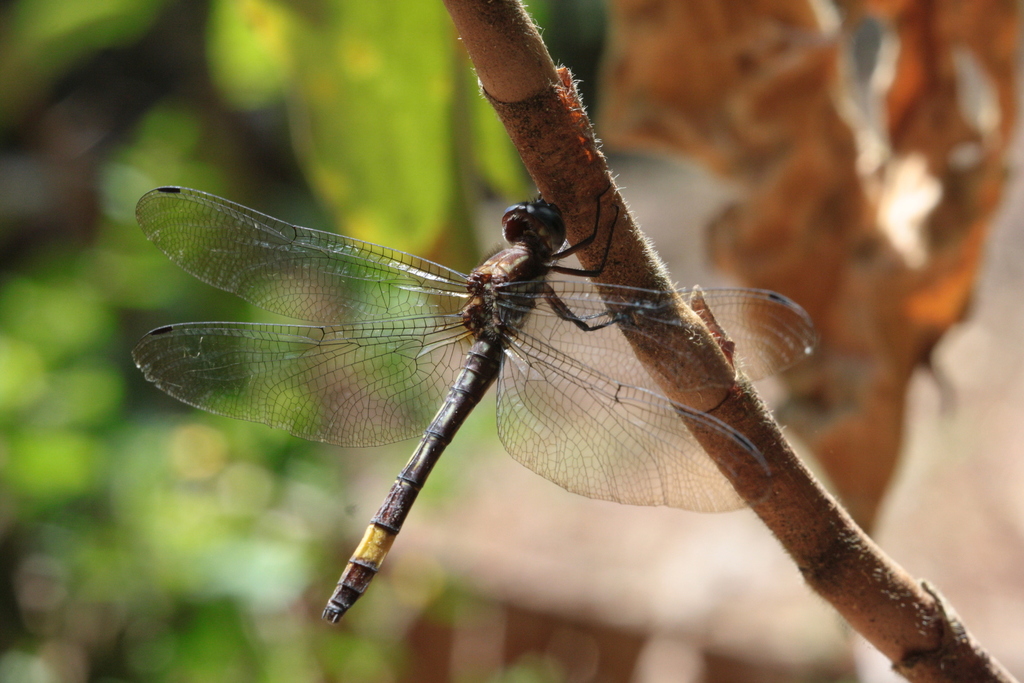 Brechmorhoga rapax