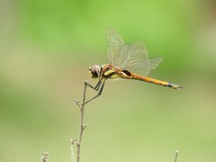 Tramea cophysa