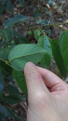 Ficus sarmentosa