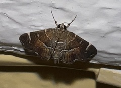 Hymenia