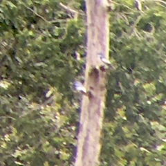 Tachycineta albiventer