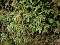 Thamnobryum neckeroides