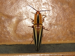 Semiotus serraticornis