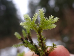 Thamnobryum neckeroides