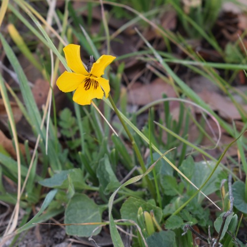 California Golden Violet