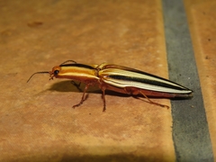 Semiotus serraticornis