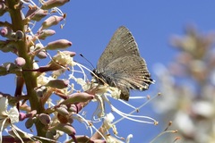 Satyrium auretorum