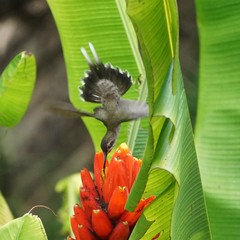 Phaethornis hispidus
