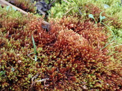 Ptychostomum pallens