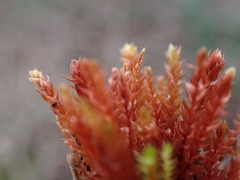 Ptychostomum pallens