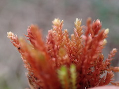 Ptychostomum pallens