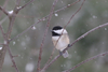 Carolina × Black-capped Chickadee - Photo (c) Lily M, some rights reserved (CC BY-NC), uploaded by Lily M