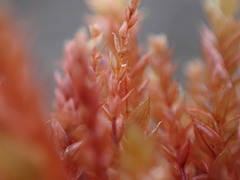 Ptychostomum pallens