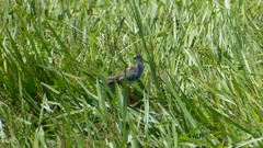 Porphyrio flavirostris