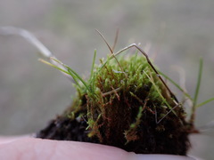 Philonotis capillaris