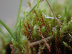 Philonotis capillaris