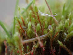 Philonotis capillaris