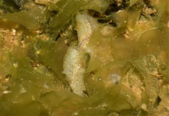 Enchiridium