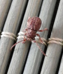 Microcleptes variolosus