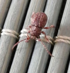 Microcleptes variolosus