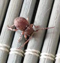 Microcleptes variolosus