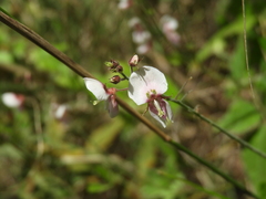 Desmodium affine