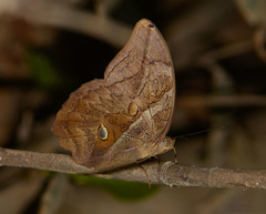 Eryphanis automedon