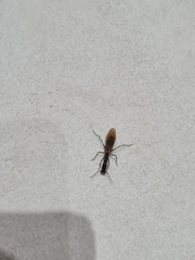 Camponotus mirabilis