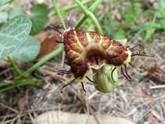 Aristolochia fimbriata