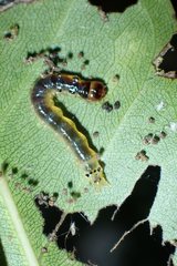 Glyphodes bivitralis