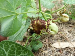 Aristolochia fimbriata