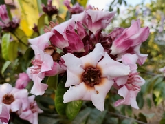 Strophanthus gratus