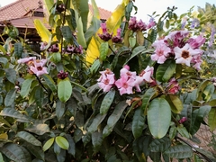 Strophanthus gratus