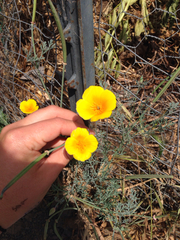 Eschscholzia californica maritima