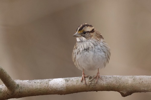 White-throated Sparrow photographed in Maryland