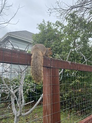 Sciurus niger