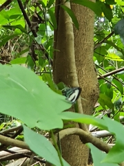 Nacaduba cyanea