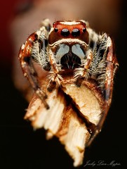 Opisthoncus serratofasciatus